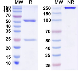 IL38/IL1F10 Mouse Monoclonal Antibody