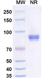 CLDN18.2 Mouse Monoclonal Antibody