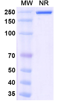 K11-Linked Polyubiquitin-Specific Mouse Monoclonal Antibody