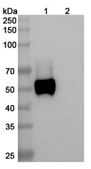 RAGE/AGER Mouse Monoclonal Antibody