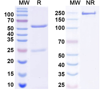 Bet v 1/Allergen Bet v I-A Mouse Monoclonal Antibody