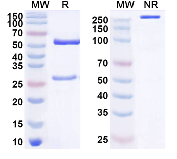 MDA5/IFIH1 Human Monoclonal Antibody