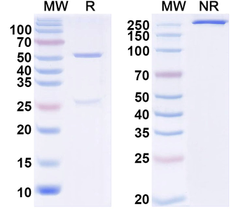 Zika virus/ZIKV NS1c Human Monoclonal Antibody