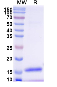 CD8 Camelus Monoclonal Antibody