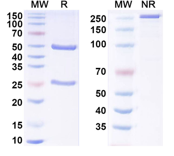 IL8/CXCL8 Mouse Monoclonal Antibody