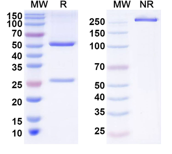 ZNF639 Mouse Monoclonal Antibody