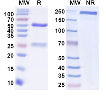 Norovirus/Norwalk virus Major capsid protein/VP1 Human Monoclonal Antibody