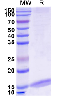 Albumin/Alb Camelus Recombinant Antibody