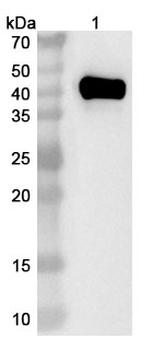 CD79b/CD3 Monoclonal Antibody