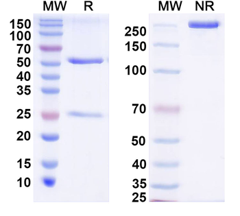 DENV-2 NSP5/NS5 Human Monoclonal Antibody