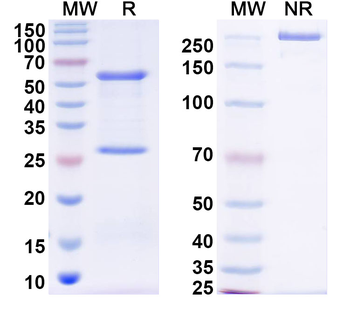 DENV-2 NSP5/NS5 Human Monoclonal Antibody