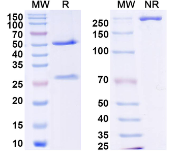 DENV-2 NSP5/NS5 Human Monoclonal Antibody