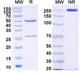 DENV-2 NS1 Human Monoclonal Antibody