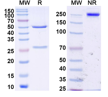 DENV-2 NS1 Human Monoclonal Antibody
