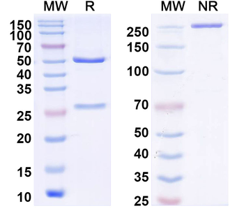 ZIKV Envelope protein E/DIII domain Human Monoclonal Antibody