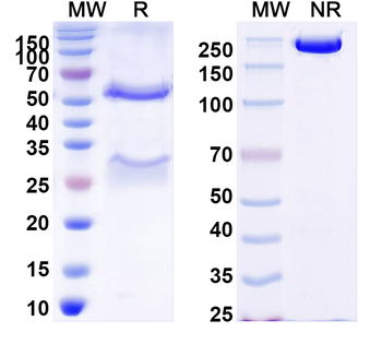 DENV-2 Envelope protein E/EDE2 Human Monoclonal Antibody