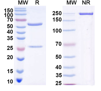 DENV-2 Envelope protein E/EDE1 Human Monoclonal Antibody
