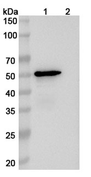 APOE Mouse Monoclonal Antibody
