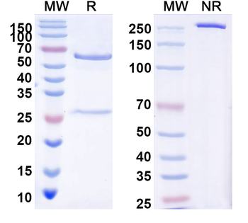 ROR1/NTRKR1 Mouse Monoclonal Antibody