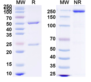 CD66e/CEA/CEACAM5 Human Monoclonal Antibody