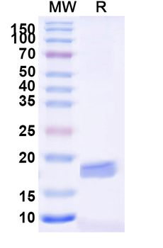 Fungal Research Tools