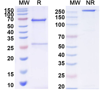 South American/Mojave rattlesnake crotoxin Mouse Monoclonal Antibody