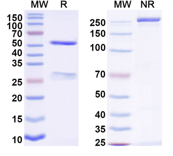 Nipah virus/NiV G protein/Glycoprotein G Human Monoclonal Antibody