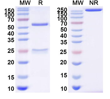 FCGRT/FCRN Mouse Monoclonal Antibody