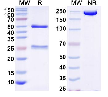 ATF4/CREB2 Mouse Monoclonal Antibody