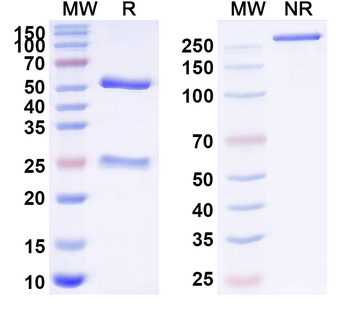 S1P/Sphingosine-1-phosphate Human Monoclonal Antibody