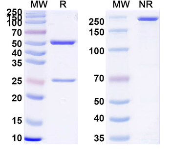 MMP7 Mouse Monoclonal Antibody