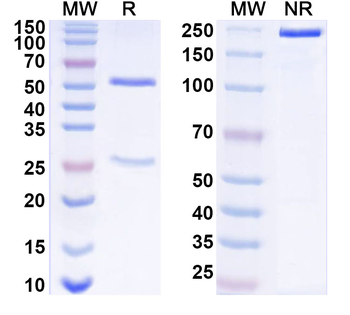 CD147/BSG Mouse Monoclonal Antibody