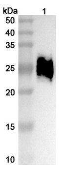 CD147/BSG Mouse Monoclonal Antibody