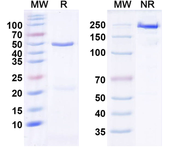 VGlut2 Mouse Monoclonal Antibody