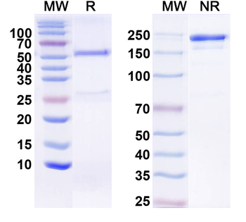 ADAM22 Mouse Monoclonal Antibody