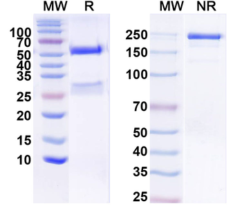 ADAM22 Mouse Monoclonal Antibody
