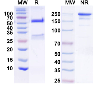 Flrt3 Mouse Monoclonal Antibody