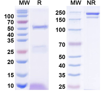 Kv11.3 K+ channel Mouse Monoclonal Antibody