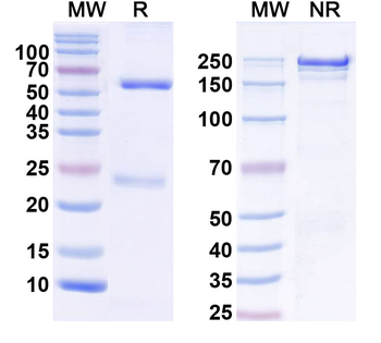 NGL-1/LRRC4C Mouse Monoclonal Antibody