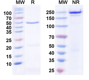 SNAT1 Mouse Monoclonal Antibody