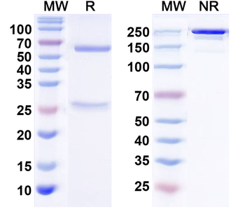 SNAT1 Mouse Monoclonal Antibody