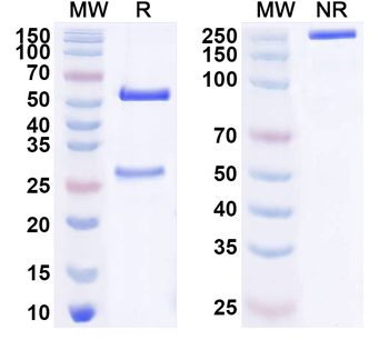 PINK1 Mouse Monoclonal Antibody