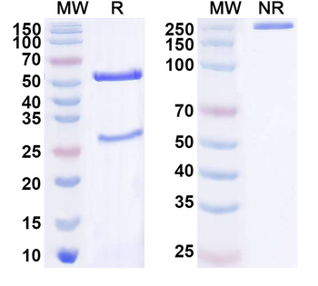 PINK1 Mouse Monoclonal Antibody
