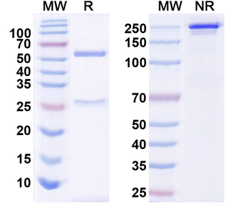 Mad3 Mouse Monoclonal Antibody