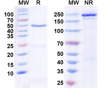 Mad3 Mouse Monoclonal Antibody