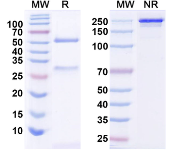ZIP3 Mouse Monoclonal Antibody