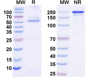 SH3GL1/Endophilin A2 Mouse Monoclonal Antibody