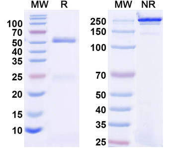 MGL Mouse Monoclonal Antibody