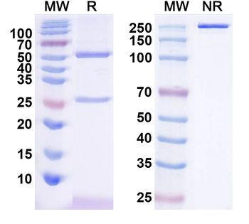 SNAT2 Mouse Monoclonal Antibody