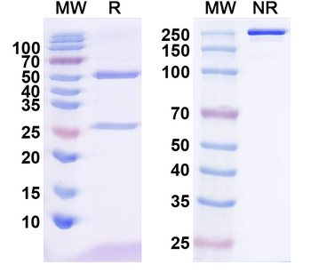 SNAT2 Mouse Monoclonal Antibody